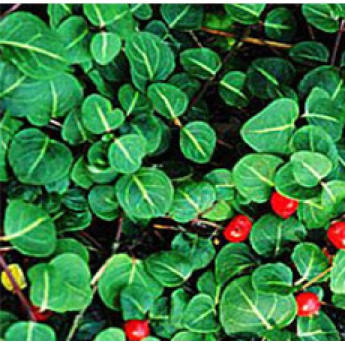 High Quality SQUAW VINE HERB in CA and USA